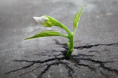 cropped-cropped-Resilienz.jpg Widerstandskraft